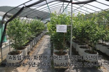 급매물, 비닐하우스 블루베리,아로니아 재배. 컨테이너농막,농자재포함 / 경남 창원시 마산합포구 진전면 봉곡리 / 토지/임야 매매 / 부동산119