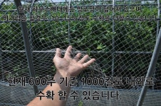 급매물, 비닐하우스 블루베리,아로니아 재배. 컨테이너농막,농자재포함 / 경남 창원시 마산합포구 진전면 봉곡리 / 토지/임야 매매 / 부동산119