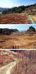 평창군 진부면 농지 매매 & 농업용지 급매매, 영농부지 급매물, 쉼터 농막용지 매도. 양지 바른땅, 호두나무 30주 식재, 조망권 풍경좋은 토지... 