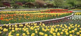 부천자연생태공원 튤립 | 부천의 봄꽃 | 부천봄꽃관광주간