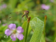 산상의 화원 해발 1330m에서 만난 야생화 :: 부천타임즈