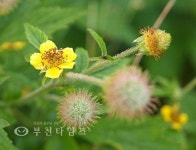 산상의 화원 해발 1330m에서 만난 야생화 :: 부천타임즈