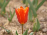 겨울은 소리로 듣고, 봄은 눈으로 봅니다 :: 부천타임즈