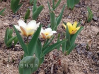 겨울은 소리로 듣고, 봄은 눈으로 봅니다 :: 부천타임즈