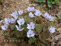 겨울은 소리로 듣고, 봄은 눈으로 봅니다 :: 부천타임즈