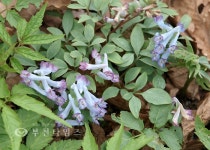 겨울은 소리로 듣고, 봄은 눈으로 봅니다 :: 부천타임즈