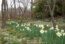 겨울은 소리로 듣고, 봄은 눈으로 봅니다 :: 부천타임즈