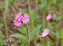 겨울은 소리로 듣고, 봄은 눈으로 봅니다 :: 부천타임즈