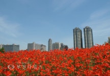 상동호수공원 양귀비 동산으로 오세요 :: 부천타임즈