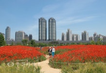 상동호수공원 양귀비 동산으로 오세요 :: 부천타임즈