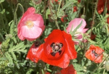 상동호수공원 양귀비 동산으로 오세요 :: 부천타임즈