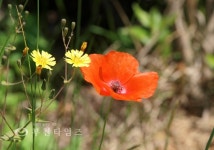 상동호수공원 양귀비 동산으로 오세요 :: 부천타임즈