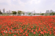 상동호수공원 양귀비 동산으로 오세요 :: 부천타임즈