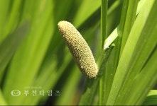 [생생포토] 오리엔티어링에 신바람 난 원미산 하루 :: 부천타임즈