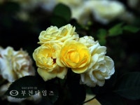 [생생포토] 장미의 전쟁 :: 부천타임즈