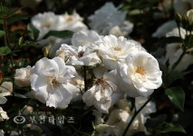 [생생포토] 장미의 전쟁 :: 부천타임즈