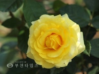 [생생포토] 장미의 전쟁 :: 부천타임즈