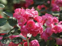 [생생포토] 장미의 전쟁 :: 부천타임즈