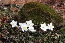 반갑다 노루귀, 그리웠다 바람꽃 :: 부천타임즈