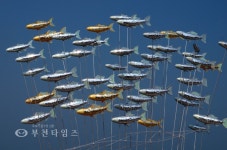 여수엑스포 꽃피는 바다 주인공 연안이 :: 부천타임즈