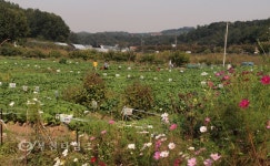 [생생포토]풍성하게 자라는 시민농장 가을 채소 :: 부천타임즈