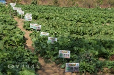 [생생포토]풍성하게 자라는 시민농장 가을 채소 :: 부천타임즈