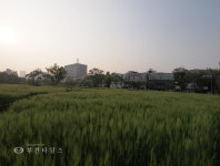[생생포토] 도심속 보리밭 사이길로 함께 걸을까요 :: 부천타임즈