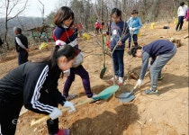 소사구, 복사꽃 생활공원에 꽃복숭아나무 700주 식재 :: 부천타임즈
