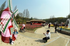 튤립의 꽃말은 박애와 명성, 사랑의 선고 :: 부천타임즈