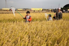 [생생포토] 오정동 황금들녁 친환경 벼 수확 체험 :: 부천타임즈