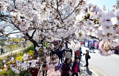 [생생포토] 벚꽃길 걸으며 봄의 정취 만끽하는 시민들 :: 부천타임즈