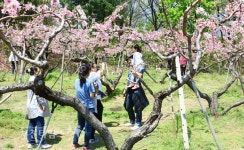 [생생포토] 제12회 춘덕산 복숭아꽃 축제 :: 부천타임즈