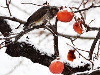 까치밥으로 남겨놓은 감 쪼아 먹는 직박구리 :: 부천타임즈