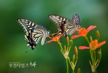 [포토]산제비나비와 섬참나리꽃의 사랑 :: 부천타임즈