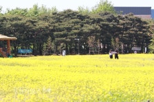 [생생포토] 부천중앙공원 유채꽃 장관...살아있는 포토존 :: 부천타임즈