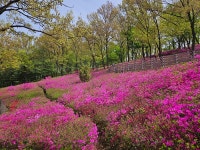 부천시 고강선사유적공원 내 철쭉동산 진분홍 물결 :: 부천타임즈