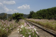 가을 동화같은 북천 간이역 - 여행지/드라이브코스 - 자동차 중고차 커뮤니티 카앤포토