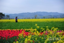 창녕 낙동강 유채축제 -2- - 여행지/드라이브코스 - 자동차 중고차 커뮤니티 카앤포토