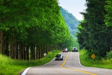 가로수 - 전체 - 자동차 중고차 커뮤니티 카앤포토