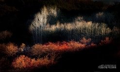 산수유 마을 - 전체 - 자동차 중고차 커뮤니티 카앤포토