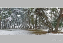 임한리솔숲 - 전체 - 자동차 중고차 커뮤니티 카앤포토