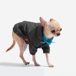 까사 CASA : 애완 애완 | 까사