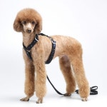 까사 CASA : Charlotte Harness_Black Star Charlotte Harness_Black Star | 까사