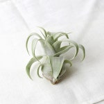 까사 CASA : 스트렙토필라 틸란드시아 스트렙토필라 틸란드시아 | 까사