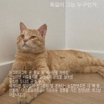 입양임보 - (입양완료)몸도 마음도 상처투성이로 구조 된 옥길이를 사랑으로 함께해줄 가족을 찾아요(장기임보처도 구합니다)
