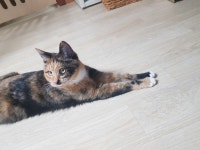 입양임보 - 선이는 이제 평생가족집에 살고싶어요