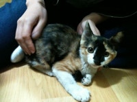 입양임보 - 방사 위기에 처한 베베,,도움이 절실히 필요합니다.(입양/임보)