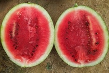 여름철 고온기 피수박 발생 주의해야 | 지방자치단체소식 | 정부 알림 | 정책·정보 | 정부24 