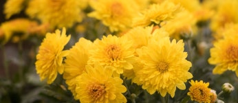 농업기술센터 | 분야별정보