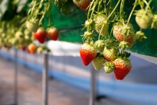 [ 먹거리추천 < 여행리포트 ]